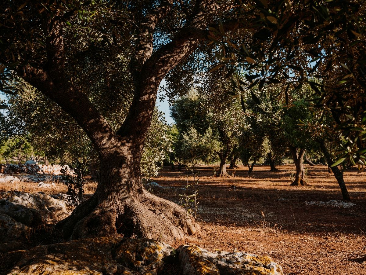 Villa Image